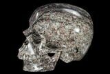 Polished Skull Crinoidal Limestone #116409-3